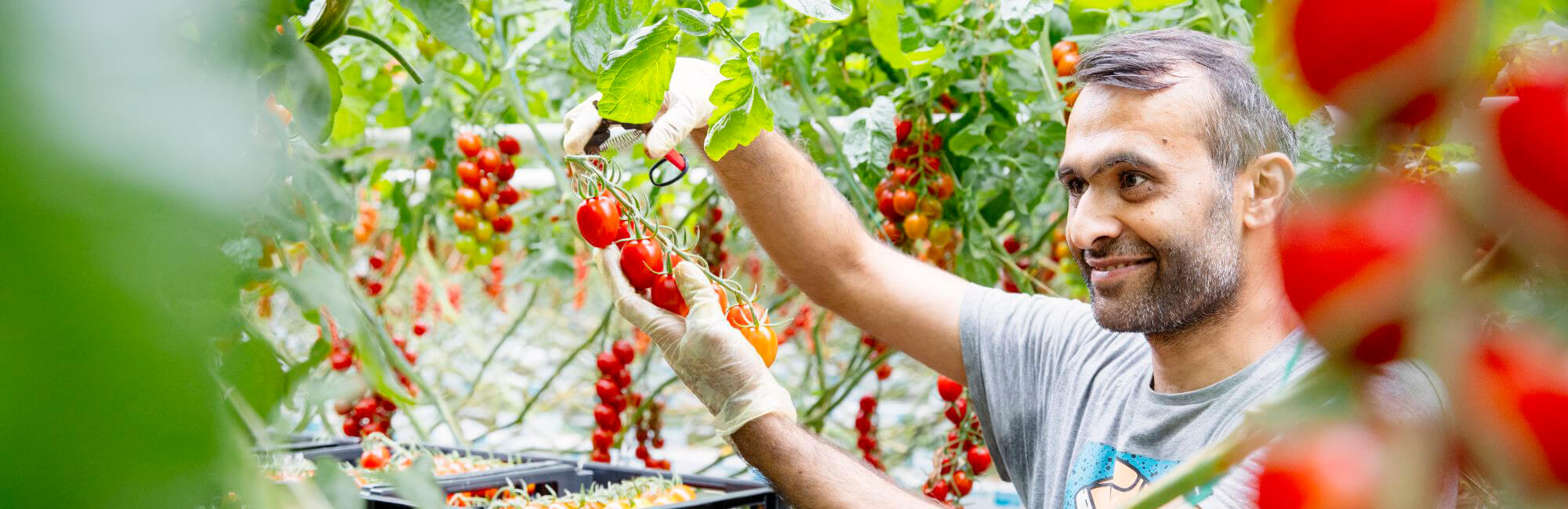 persoon plukt tomaten in veld